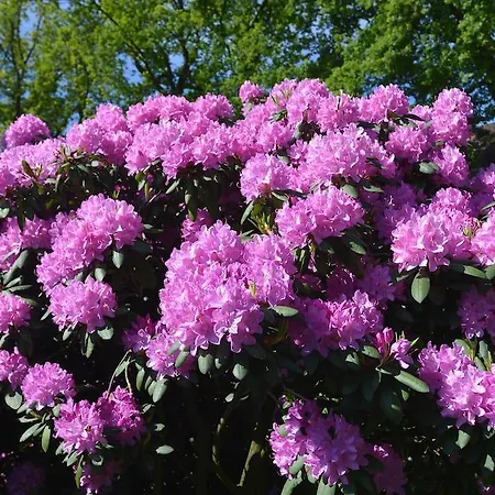 Vendégház Altdeutscher Hof Beckord