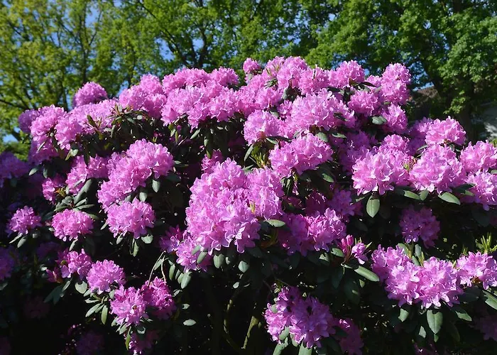 Guest house Altdeutscher Hof Beckord